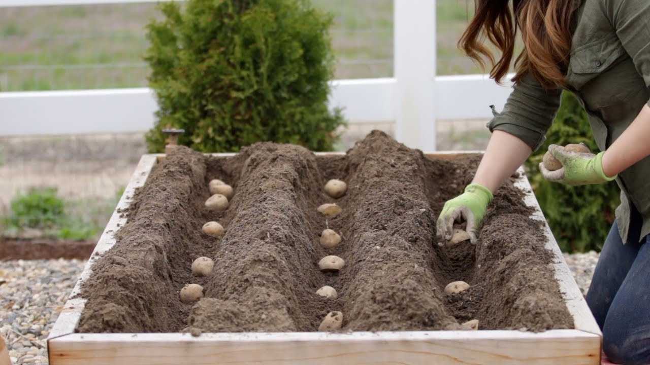 Step by Step Guide To Grow Potatoes
